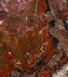 Vibrant, Red Arizona Petrified Wood Slab - #35683-1